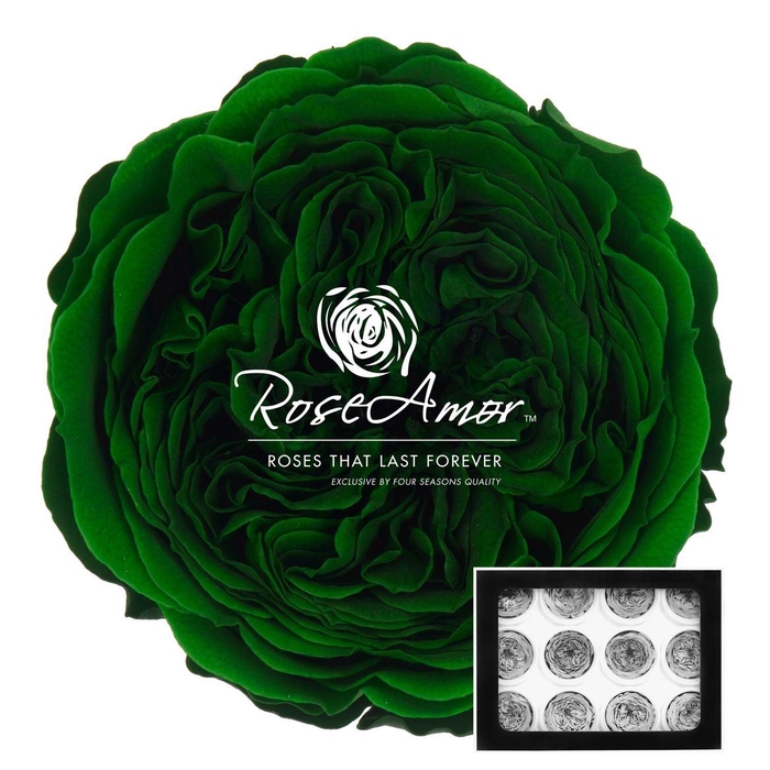 <h4>Amelia Gre02</h4>