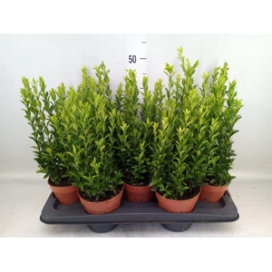 Euonymus japon. 'Green Spire'