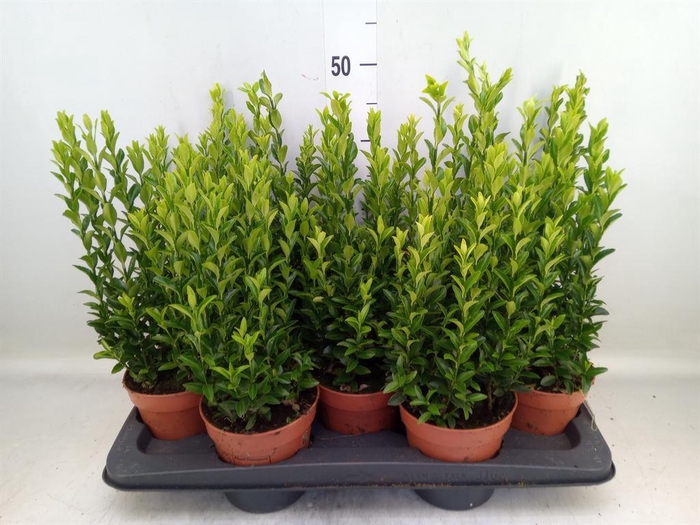 <h4>Euonymus japon. 'Green Spire'</h4>