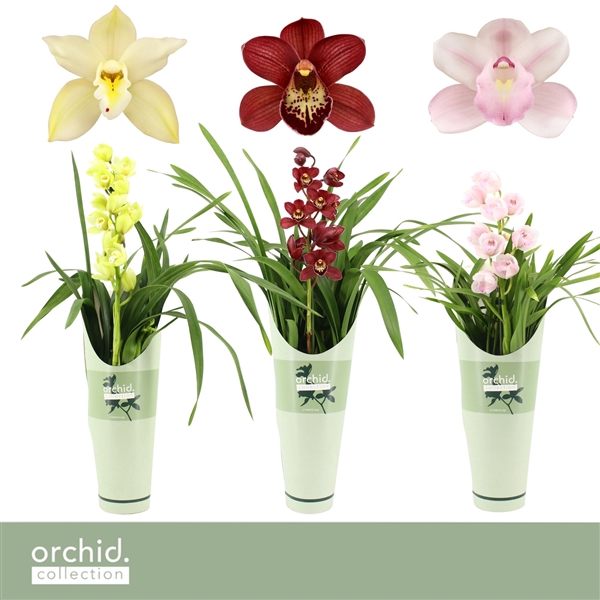 <h4>Cymbidium, Mix 1-spike P14 'Orchid Collection' Potcover</h4>