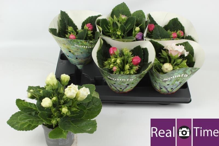 <h4>SINN SONATA GEM</h4>