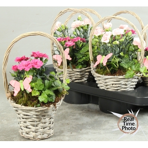 ARR TUINPLANTEN