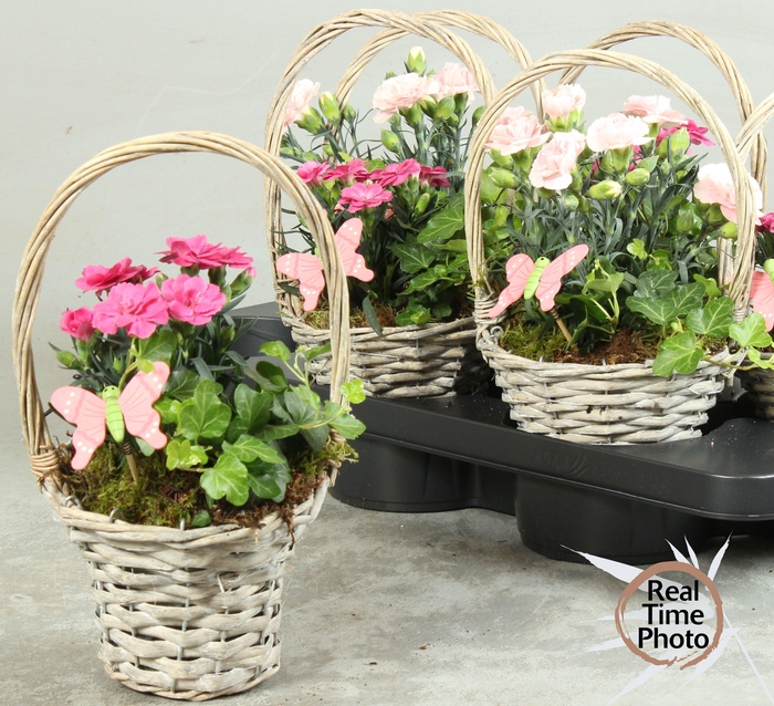 <h4>ARR TUINPLANTEN</h4>