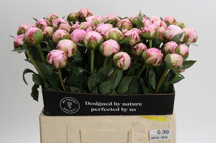 Paeonia Sarah Bernhardt