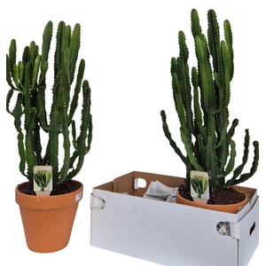 Euphorbia   ...