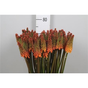 Kniphofia Alcazar