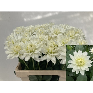 DAHL KARMA MAA ZWAAN