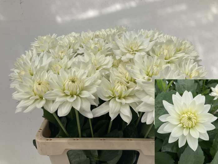 <h4>DAHL KARMA MAA ZWAAN</h4>