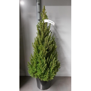 PICEA GL CONICA