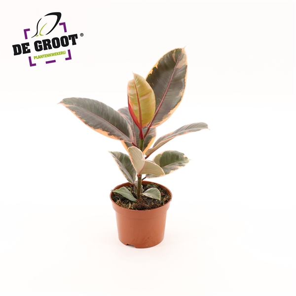 <h4>Ficus elastica 'Belize'</h4>