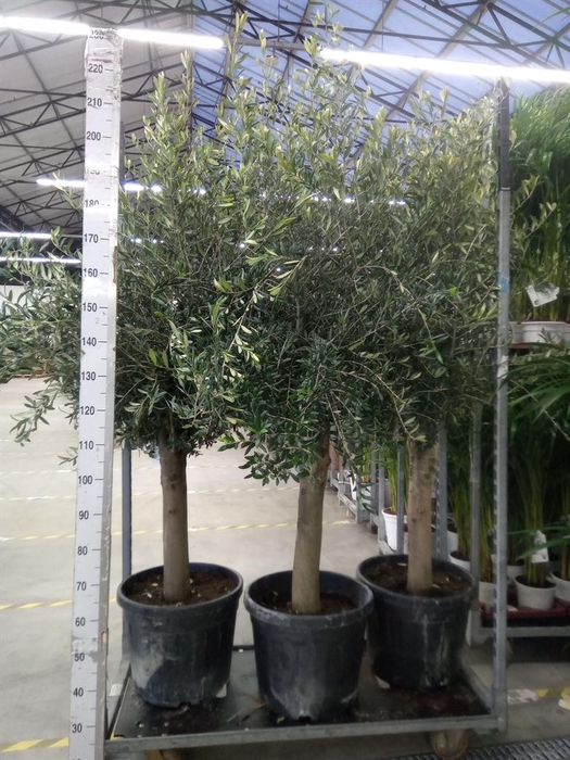 <h4>Olea europaea</h4>
