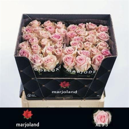 <h4>Rosa grootbloemig Sweet Dolomiti</h4>