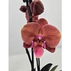 Phalaenopsis overig