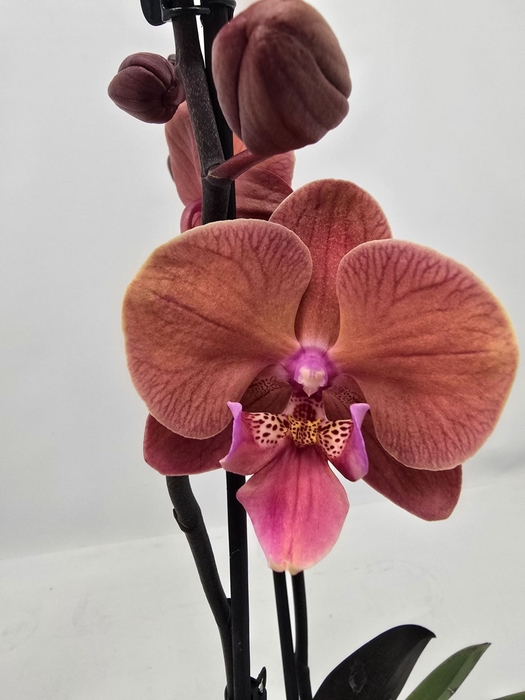 Phalaenopsis overig