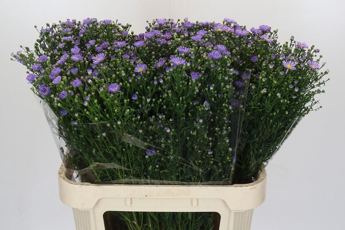 <h4>Aster Cassandra</h4>