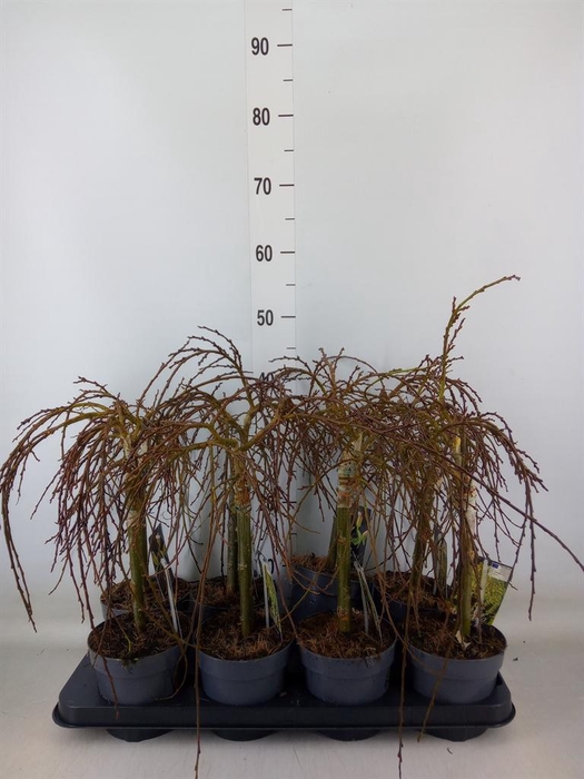 <h4>Salix arbuscula</h4>