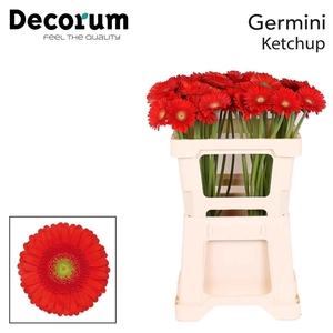 GERMINI KETCHUP