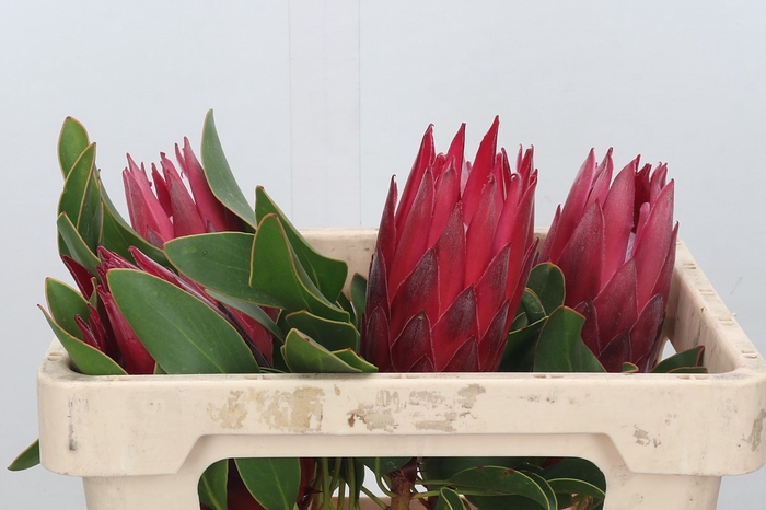 Protea Cynaroides Madiba