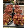 Sempervivum   ...
