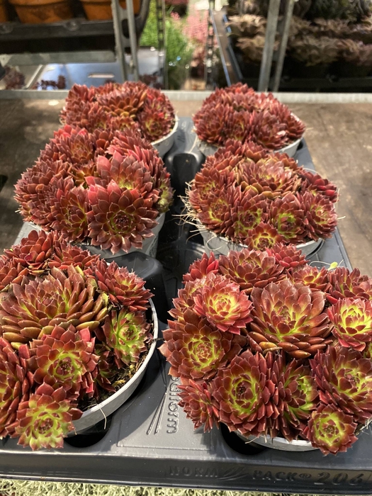 Sempervivum   ...