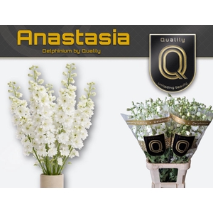 DELPH DU ANASTASIA 70CM X40
