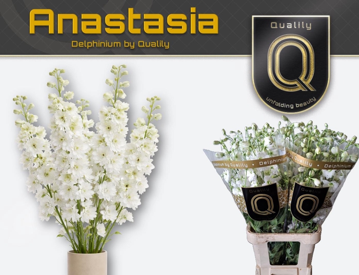 <h4>DELPH DU ANASTASIA 70CM X40</h4>