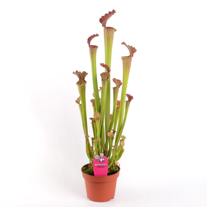<h4>Sarracenia Farnhamii</h4>