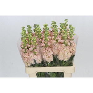 Matthiola Iron Apricot