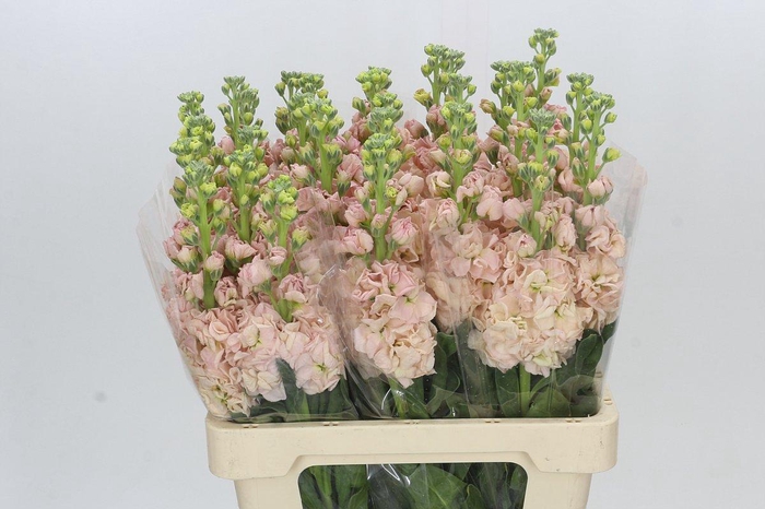 <h4>Matthiola Iron Apricot</h4>