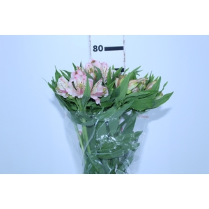 ALSTROEMERIA PAPILLON 080 CM ROSA