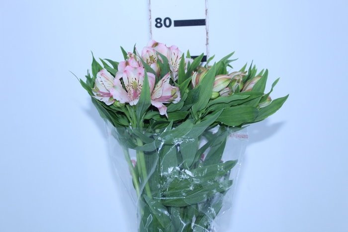 ALSTROEMERIA PAPILLON 080 CM ROSA