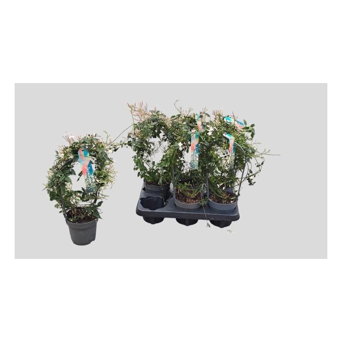 <h4>JASM POLYANTHUM WIT</h4>