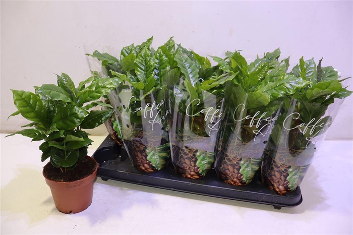 <h4>arr8 Coffea Arabica</h4>