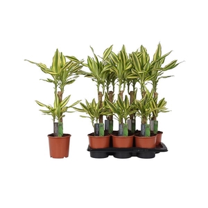 Dracaena fragrans Yellow Coast