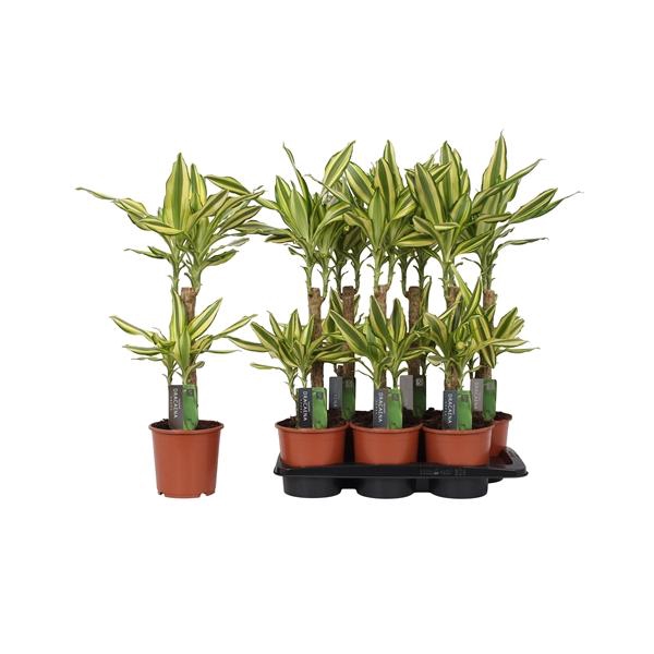 <h4>Dracaena fragrans Yellow Coast</h4>