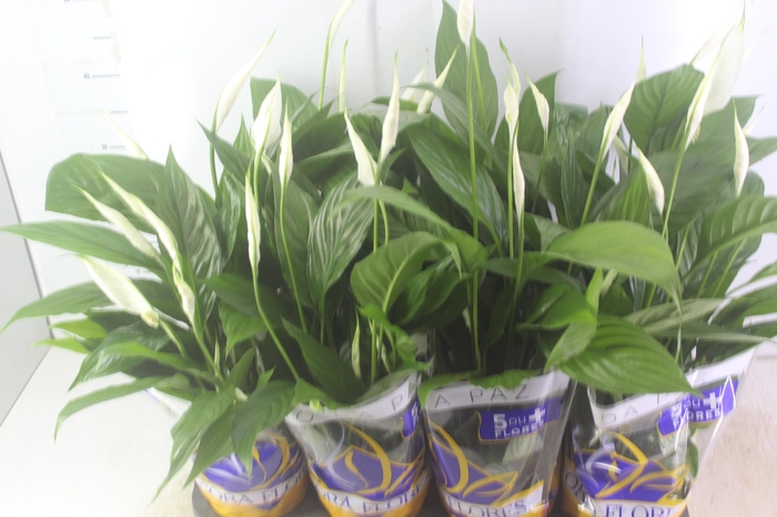 <h4>AVENCA VARIADA C21</h4>