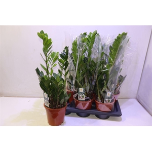 arr8 Zamio Zamiifolia