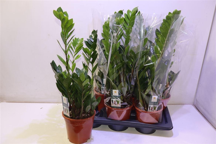 <h4>Zamio Zamiifolia</h4>