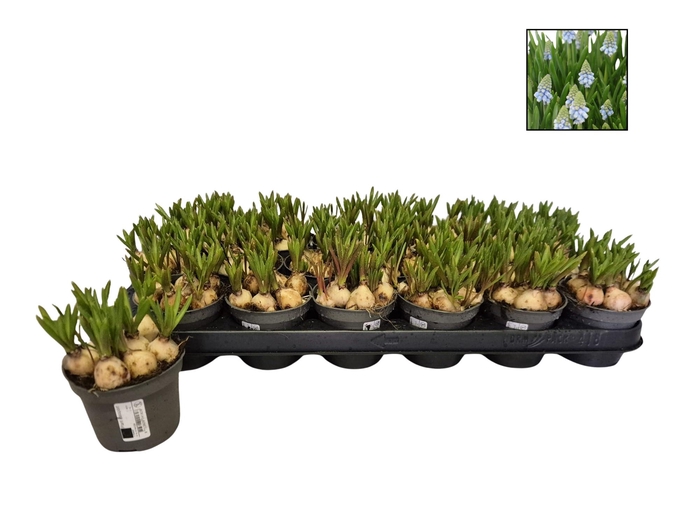 <h4>MUSCAR ATLANTIC</h4>