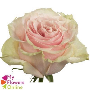 R Gr Pink Mondial Bicolor 60cm EC
