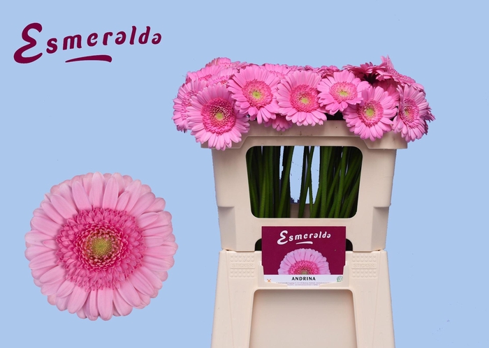 <h4>GE MI ANDRINA+</h4>