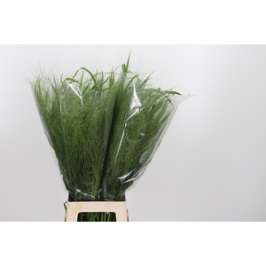 Panicum Fountain