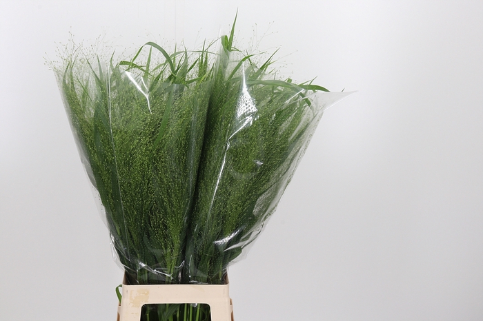<h4>Panicum Fountain</h4>
