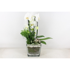 arr2 PL - Glas pot 4kant Phal. wit 968/2 Bird