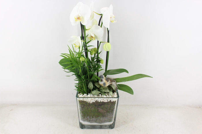 <h4>arr2 PL - Glas pot 4kant Phal. wit 968/2 Bird</h4>