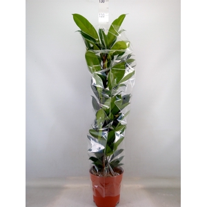 Ficus cyathistipula