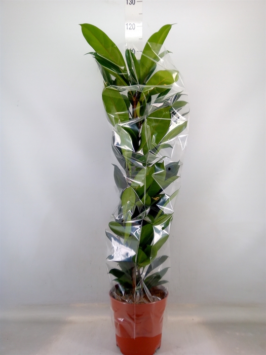 <h4>Ficus cyathistipula</h4>