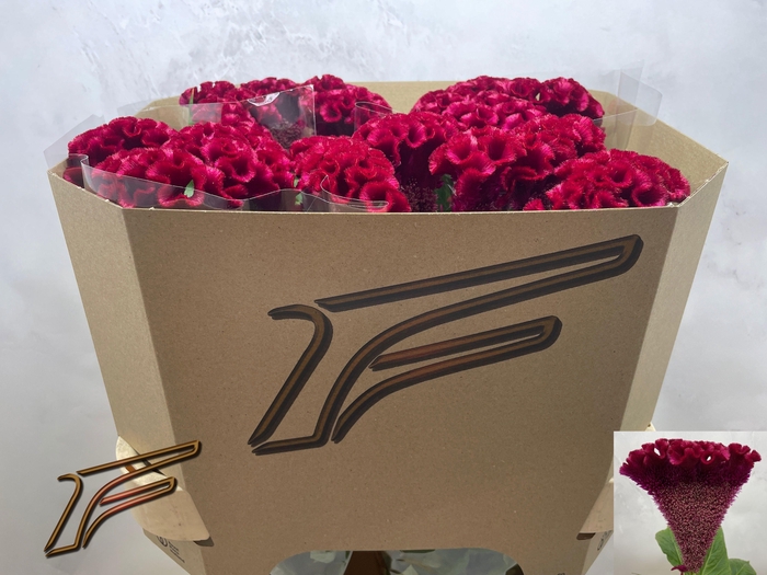 <h4>CEL C CLUBS FIRE</h4>