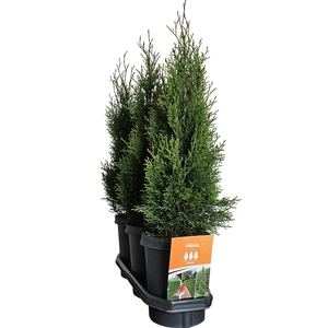 Hedgeline Thuja occidentalis Smaragd C4