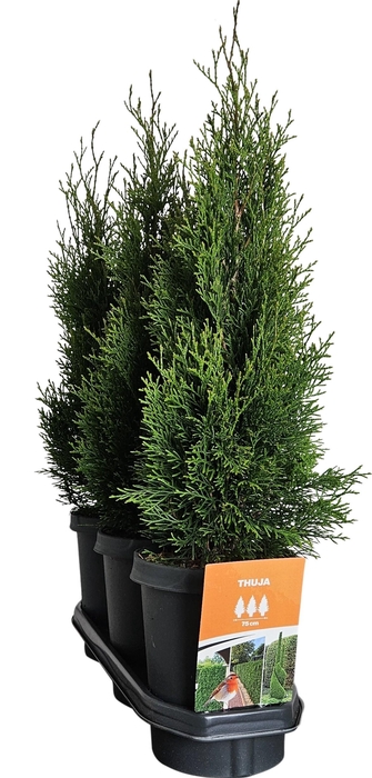 <h4>Hedgeline Thuja occidentalis Smaragd C4</h4>